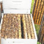Looking for answers to loss of bees in the hives
